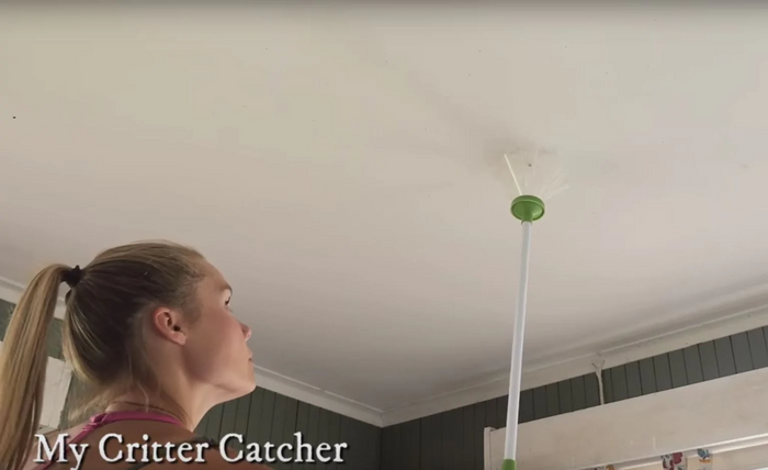 Insect catcher