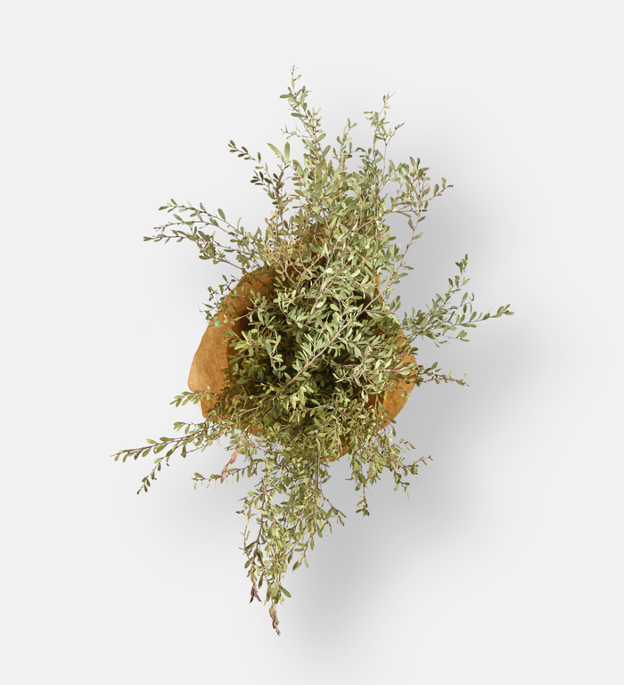 Meadow Myrtle (102955)