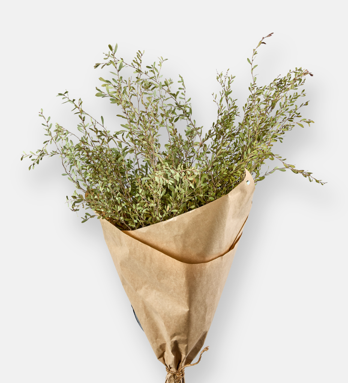 Meadow Myrtle (102956)