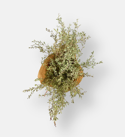 Myrtle Dried Flower Bouquet (94108)